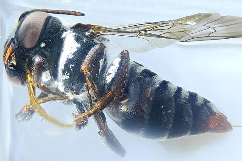 Réf. 345 795 : Coelioxys afra